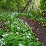 Wild garlic for foraging