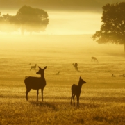 Deer in Richmond Park at dawn