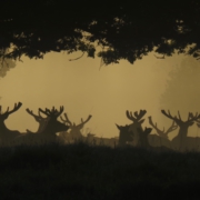 Misty morning in Richmond Park