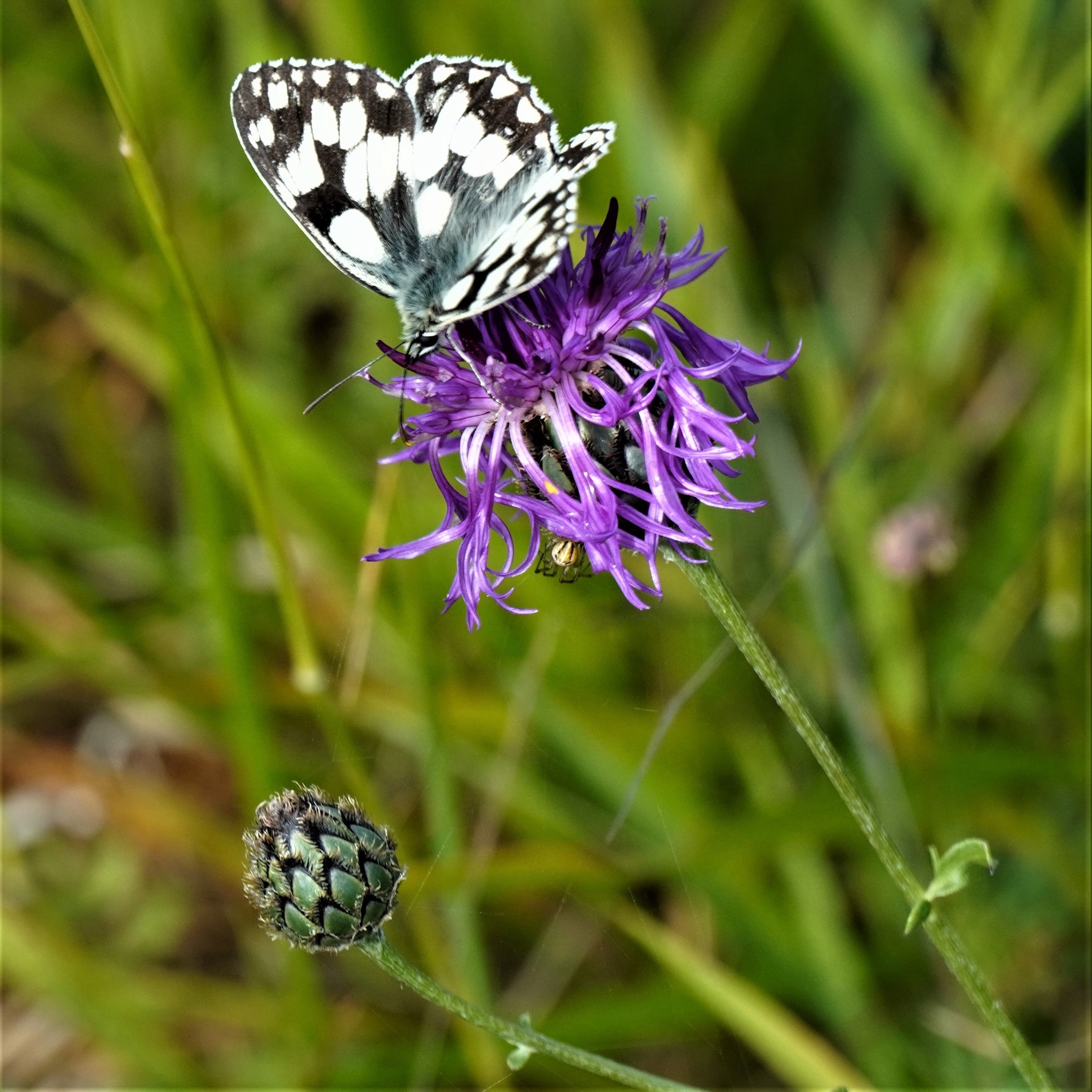 South Downs Butterfly